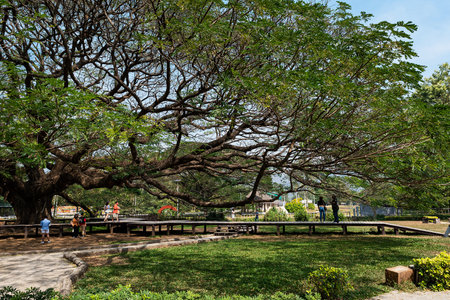 Giant rain tree branches in Kanchanaburi, Thailand