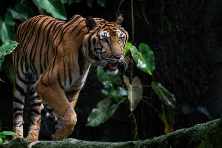 A tiger walks in search of food in the forest when hungry.の写真素材