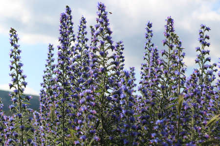 faassenia, catnip, a bright blue-purple flower in the sun on the mountainside