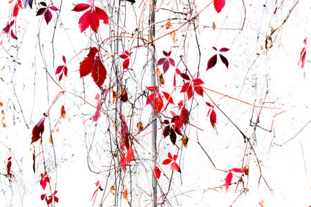 red leaves of a bindweed hang on a gray background of a concrete slabの写真素材