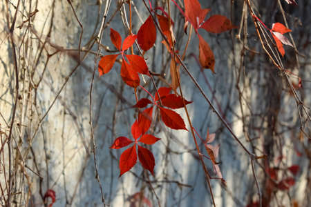 red leaves of a bindweed hang on a gray background of a concrete slabの写真素材