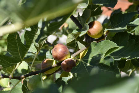 ripe yellow figs honey harvest. High quality photo