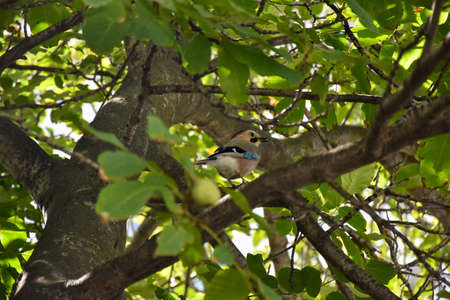 a jay, a bird with bright plumage, sits on a branch among green foliage eating a split nutの写真素材