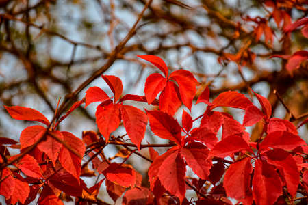 red hop leaves hang on the branches of autumn acacia with a small number of yellow fallen leavesの写真素材