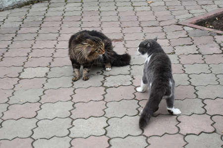 cat fight on the street