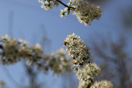 white bright spring flowers