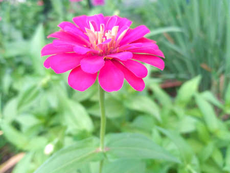 Pink zinnia in full bloom and blurred background.の写真素材