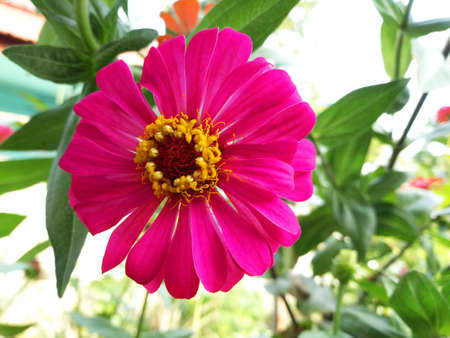 Pink zinnia in full bloom and blurred background.の写真素材