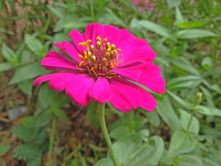 Pink zinnia in full bloom and blurred background.の写真素材