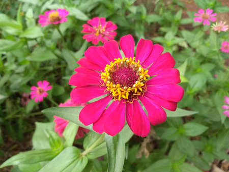Pink zinnia in full bloom and blurred background.の写真素材