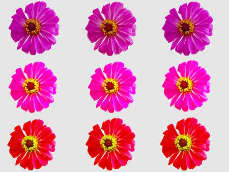 pattern colorful flower zinnia violacea seamless with abstract nature background.の写真素材