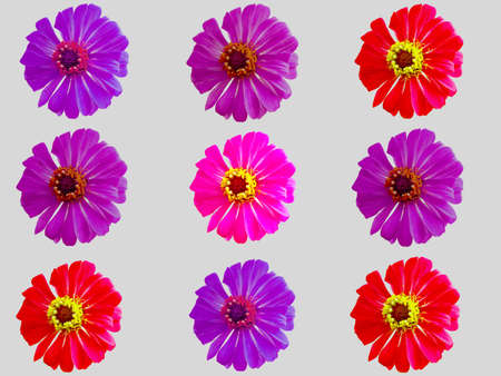 pattern colorful flower zinnia violacea seamless with abstract nature background.の写真素材