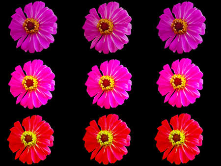 pattern colorful flower zinnia violacea seamless with black background.の写真素材