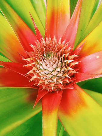 Red pineapple flowers on green leaves for background ,wallpaperの写真素材