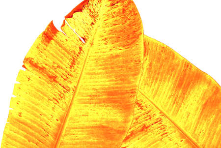 Made design banana leaves with gold color on white backgroundの写真素材