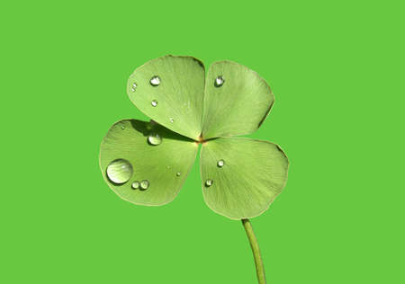 Close up, Green clover leaf water droplet  isolated on green background, shamlocks, selective focus, st patricksの写真素材