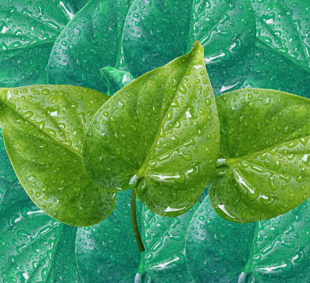 Top veiw, water droplet on leaf of alocasia cucullata foliage (chinese taro) isolated on dark blue...
