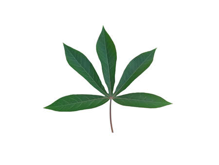 Design single manihot esculenta leaf isolated on white for background or stock photo, flat lay,...