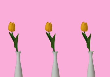 Set collection three yellow tulip flower in white pot isloated background for design or stockphoto, yellow tulip symbol of disappointment, floral of loveの写真素材