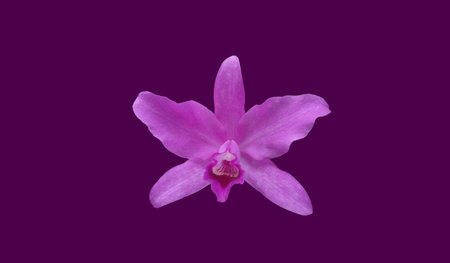 Close up of violet pink color orchid (phalaenopsis) flower bloom isolated on purple background for stock photo or design, outdoor summer plantsの写真素材