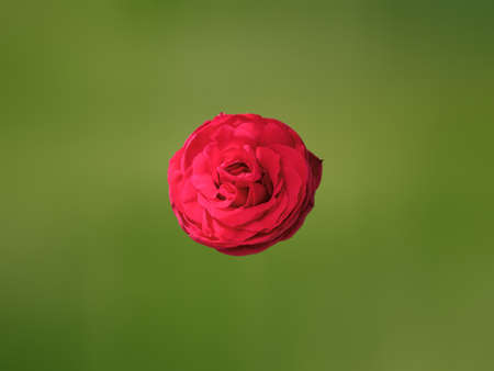 Top view, Nature beautiful of red roses flower bloom isolated on light green background, Stock photo, Flora summer, Single garden plantの写真素材