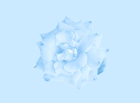 Top view, Nature beautiful of pastel cyan roses flower bloom isolated on light cyan background, Stock photo, Flora summer, Single garden plantの写真素材