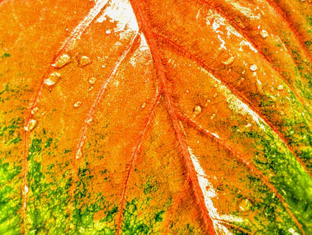 Closeup, Abstract orange green striped leaf texture for background or design, Caladium bicolor leave,Greenery nature plant, water droplet leavesの写真素材