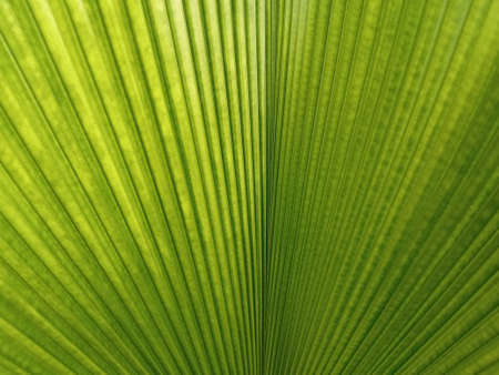 Closeup,Abstract blurred green leaf texture background for design, striped of plants, greenery nature, palm leavesの写真素材