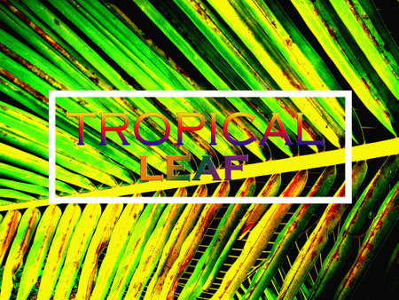 Topview, Tropical leaf concept blurred dark bright green leaf texture background for design, striped of plants, greenery nature, coconut leavesの写真素材