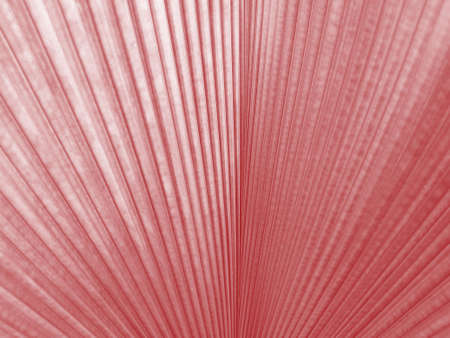 Closeup,Abstract blurred pastel magenta color of palm leaf texture background for design, striped plants, sweet natureの写真素材