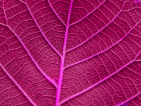 Closeup, Abstract hight pink color striped leaf texture selective focus for background or design advertising product, Magenta nature plant leavesの写真素材