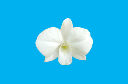 Close up of white color orchid (phalaenopsis) flower blossom bloom isolated on light cyan background for stock photo or design, outdoor summer plants, advertising productの写真素材