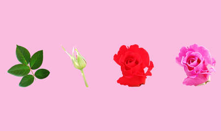 Collection  pink and red roses blossom blooming with green leaf isolated on pastel magenta background for stock photo or advertising product, Beautiful flowers of love, Floral summerの写真素材