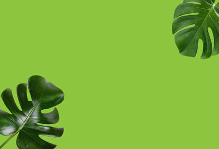 Top veiw, Two monstera leaf frame isolated on green background for stock photo or advertisement,...