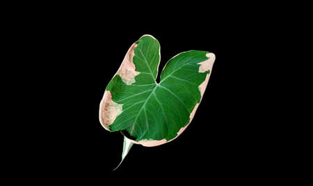 Top view,  Xanthosoma sagittifolium schott leaves isolated on black background for design or...