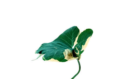 Top view,  Xanthosoma sagittifolium schott leaves isolated on white background for design or...