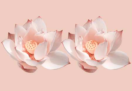 Top view, Brightness blossom blooming lotus flower with petals and yellow stamens isolated on pastel magenta background, summer flowers. photo water lily, floral meditation buddhismの写真素材