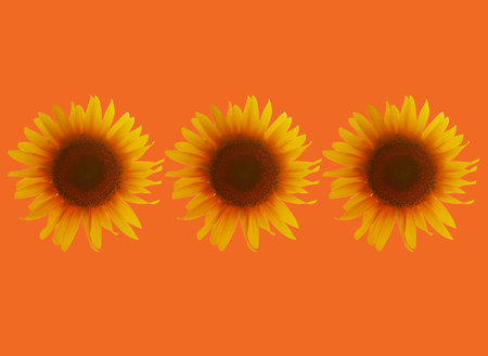 Close up, Set three yellow sunflower flower blossom blooming isolated on orange background for stock photo, house plants, spring floral nobodyの写真素材
