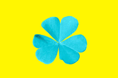 Top view, Single shamrock flower cyan color(oxalis corniculata) blossom bloom isolated on yellow background, stock photo, flora summer, st patrick dayの写真素材