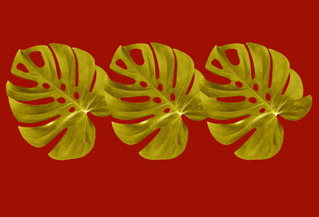 Top veiw, Bright fresh three monstera leaf gold color isolated on red background for stock photo or advertisement, Genus of flowering plants, Chinese New Year concept, rich, wealthyの写真素材