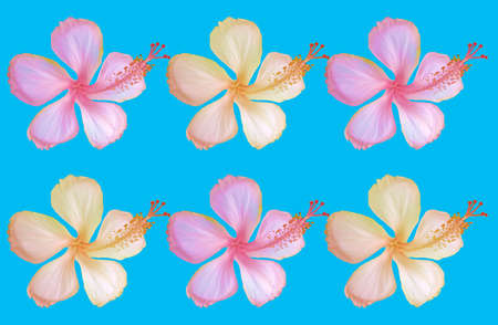 Closeup of pattern set yellow pink hibiscus flower blossom blooming isolated on light cyan...