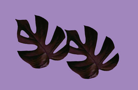 Top view, Shadow two monstera tropical jungle plant darker violet color leaf isolated on purple for...