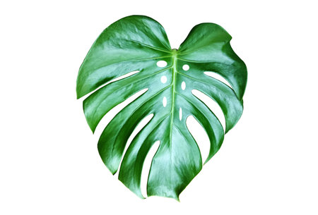 Top veiw, Bright fresh monstera leaf isolated on white background for stock photo or advertisement, Genus of flowering plants, Tropical flora summerの写真素材