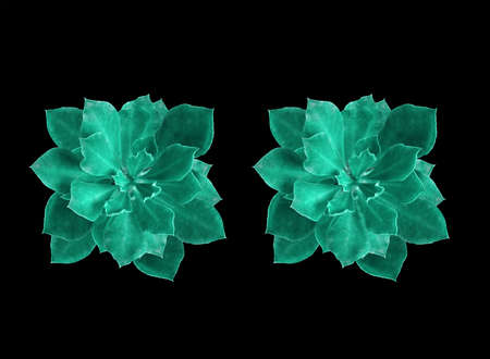 Top veiw, Two succulent echeveria plants isolated on black background for design or stock photo, flat lay, copy space, summer plantの写真素材