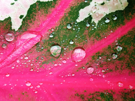 Abstract blurred background of water droplets on colourful leaf for stock photo, pink green colour, Top veiw, raindrop, nature greenery wetの写真素材