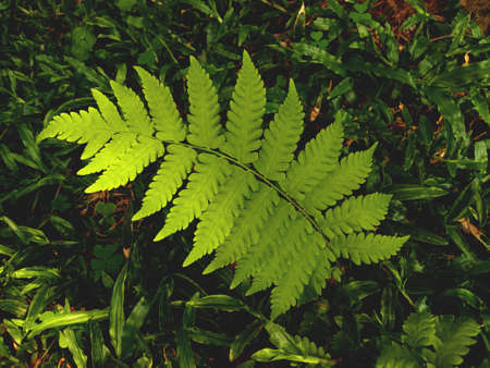 Closeup, Soft dark green leaf of fern branch on grass for background or stock photo, flora nature , jungle, plants, top veiwの写真素材