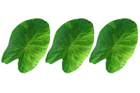 Pattern three leaf of colocasia lemon lime gecko isolated on white background for design or decoration advertising product, tropical plant, flat lay, beautiful nature leaves, hoseplantの写真素材