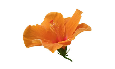 Closeup of orange yellow colour hibiscus flower blossom blooming isolated on white background, stock photo, spring summer flower, single plantsの写真素材