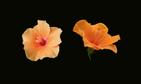 Closeup of two orange colour hibiscus flower blossom blooming isolated on black background, stock photo, spring summer flower, single plantsの写真素材
