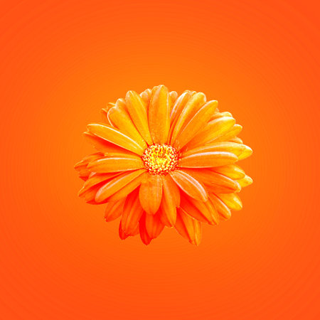 Top veiw, brigness single daisy flower orange yellow color blossom blooming  isolated on orange background for stock photo or illustration, summer plantsの写真素材